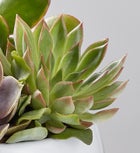 Succulent Garden by Real Simple®
