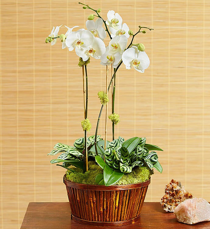 White Orchid Bamboo Garden From 1 800 Flowers Com 18946