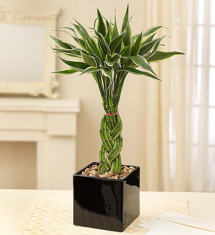 Lucky Bamboo Care: A Unique Houseplant