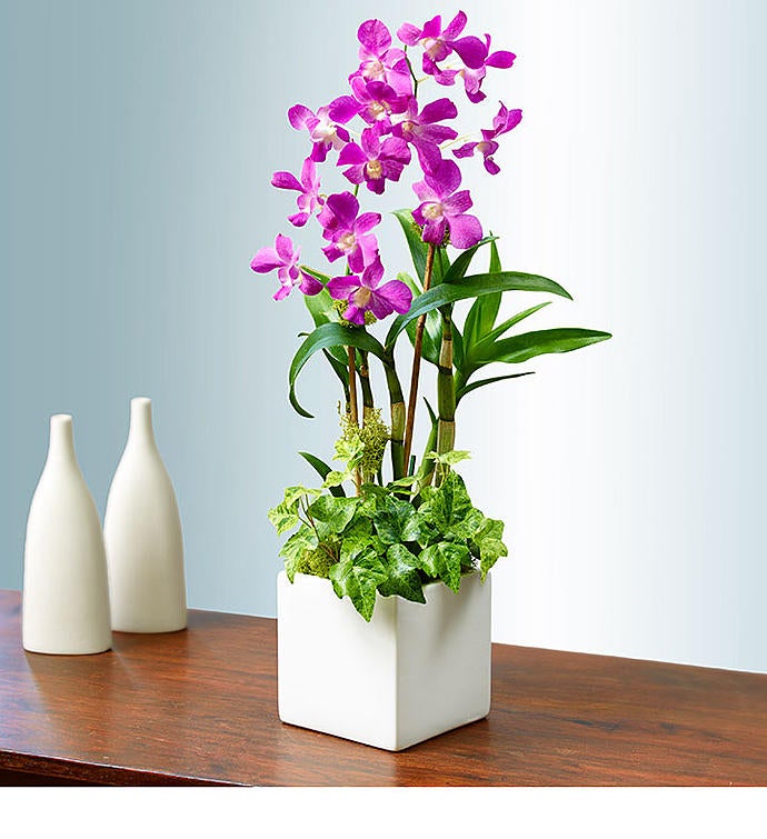 Classic Dendrobium Dish Garden