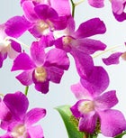 Classic Memories Orchid Garden