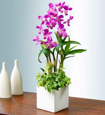 Exotic Breeze™ Orchids