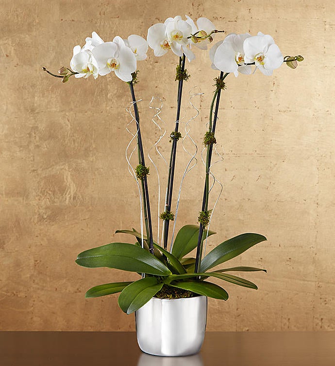 Silver Celebrations Orchid + Free Shipping