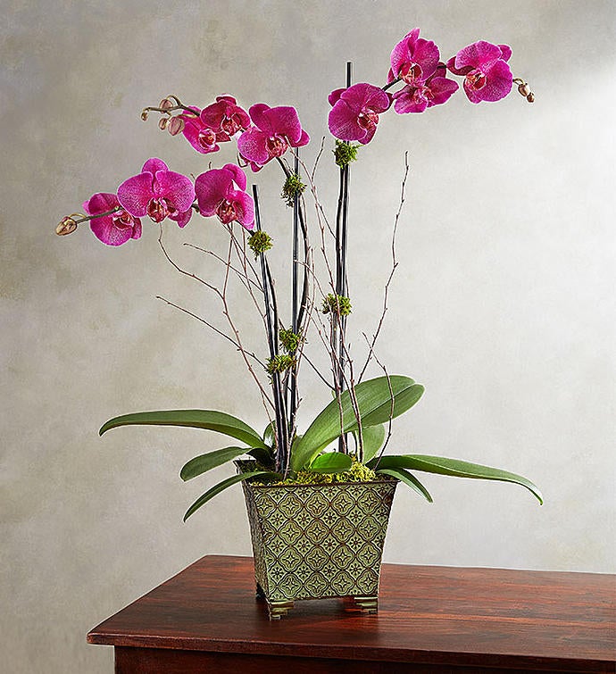 Alluring Magenta Orchid Garden