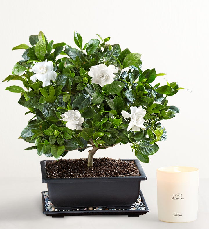 Gardenia Bonsai For Sympathy