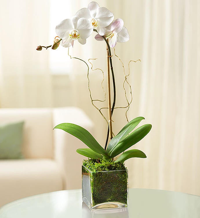 Orchid for Sympathy | 1800Flowers.com 18975