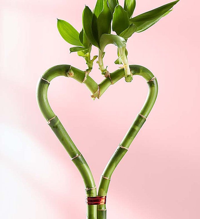 Sweetheart Bamboo for Mother’s Day