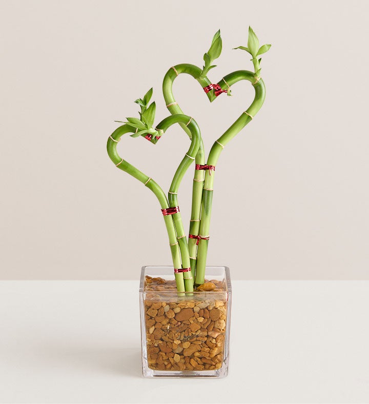 1-800-Flowers Plant Delivery Sweet Heart Bamboo Double