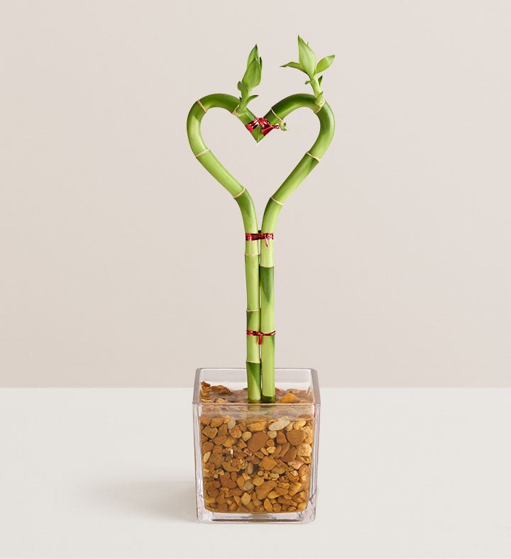 1-800-Flowers Plant Delivery Sweet Heart Bamboo Single