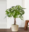 Money Tree