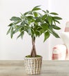 Money Tree