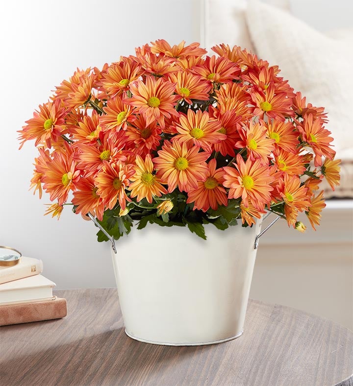 fall-mum-plant-1800flowers