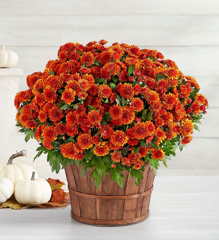 Fall Mum Plant 8"