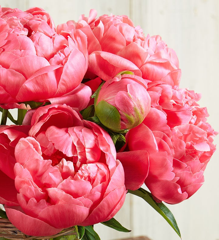 Charming Coral Peony Bouquet