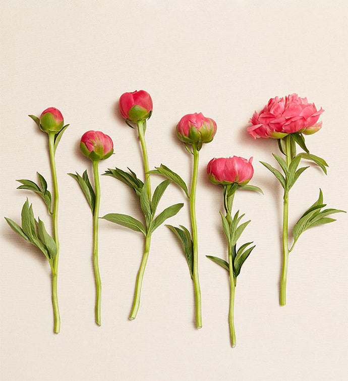 Grower’s Choice Peony Bouquet