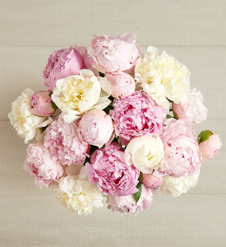 1-800-Flowers Flower Delivery Pink & White Peony Bouquet 20 Stems Bouquet Only