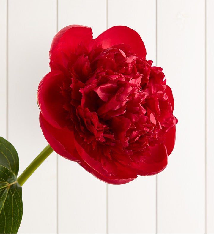 Scarlet Burst™ Peonies