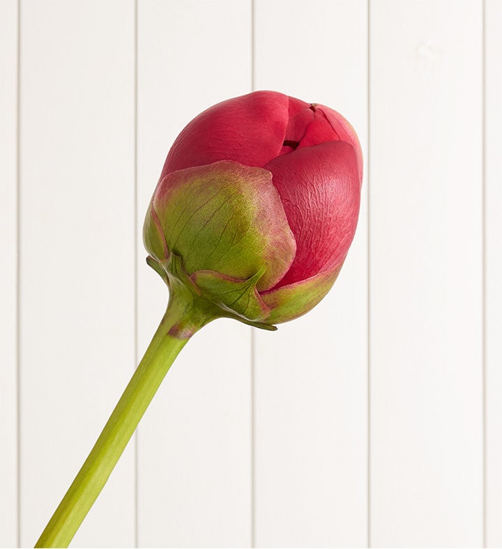 Scarlet Burst™ Peonies