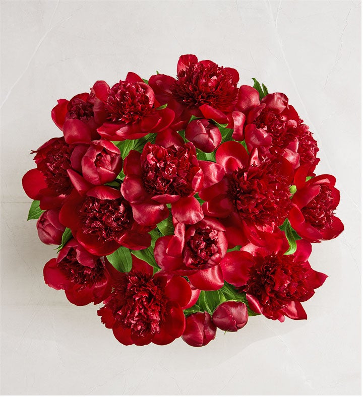 Scarlet Burst™ Peonies