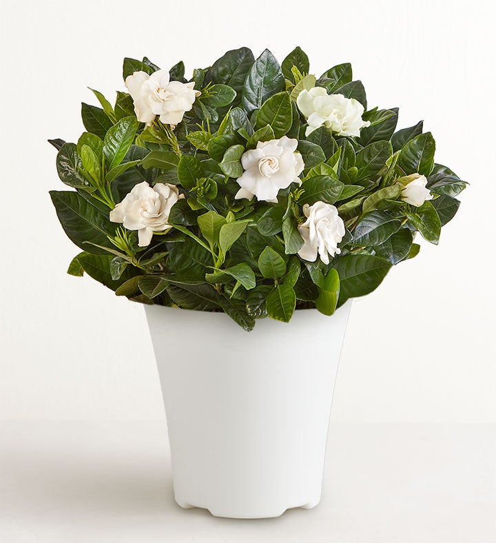 Blooming Gardenia Plant