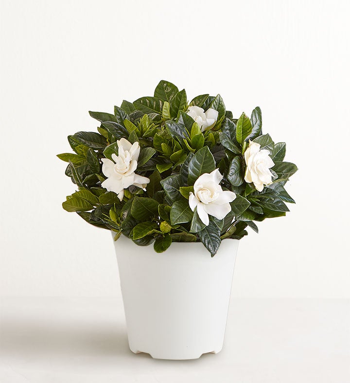 Blooming Gardenia Plant
