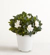 Blooming Gardenia Plant