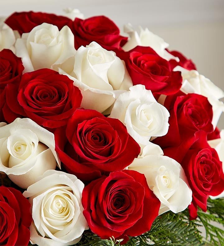 Candy Cane Swirl™ Roses | 1800Flowers.com