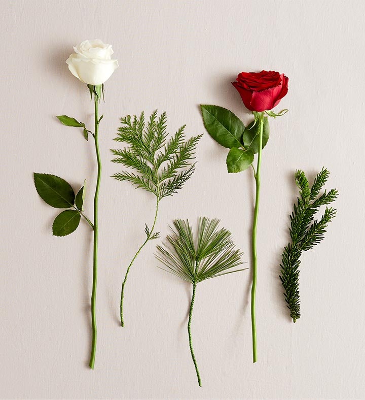Candy Cane Swirl™ Roses | 1800Flowers.com