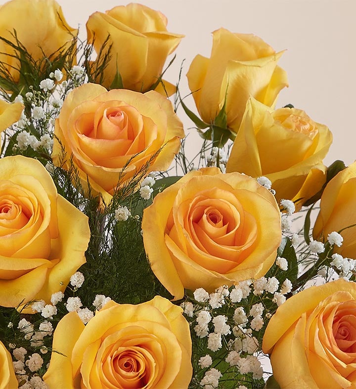 花卉56 Burst of Color | Blooms Today
