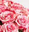 Pink Splash Roses