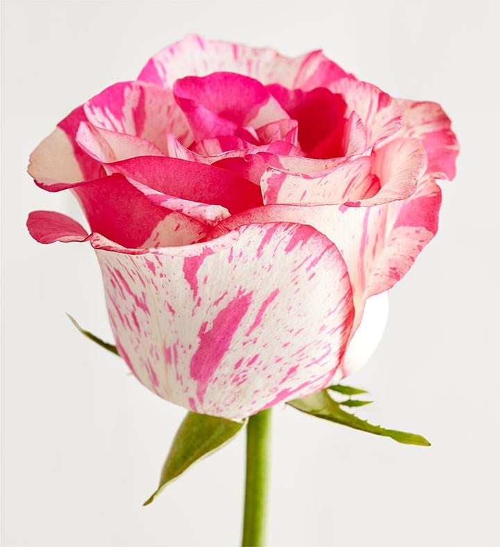Pink Splash Roses