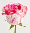 Pink Splash Roses