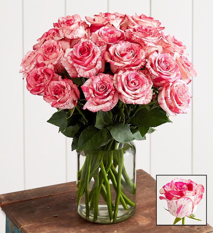 Pink Splash Roses