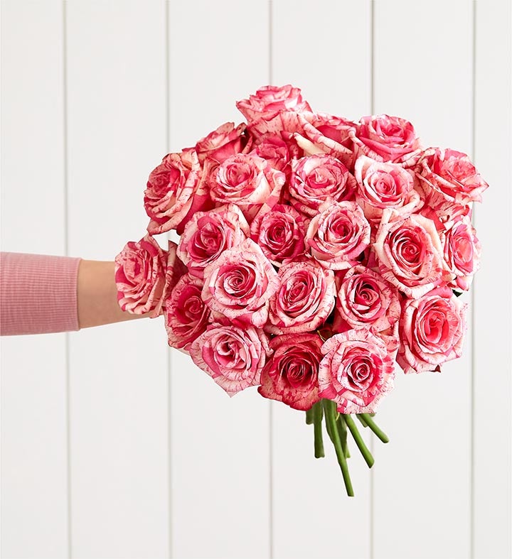 Pink Splash Roses