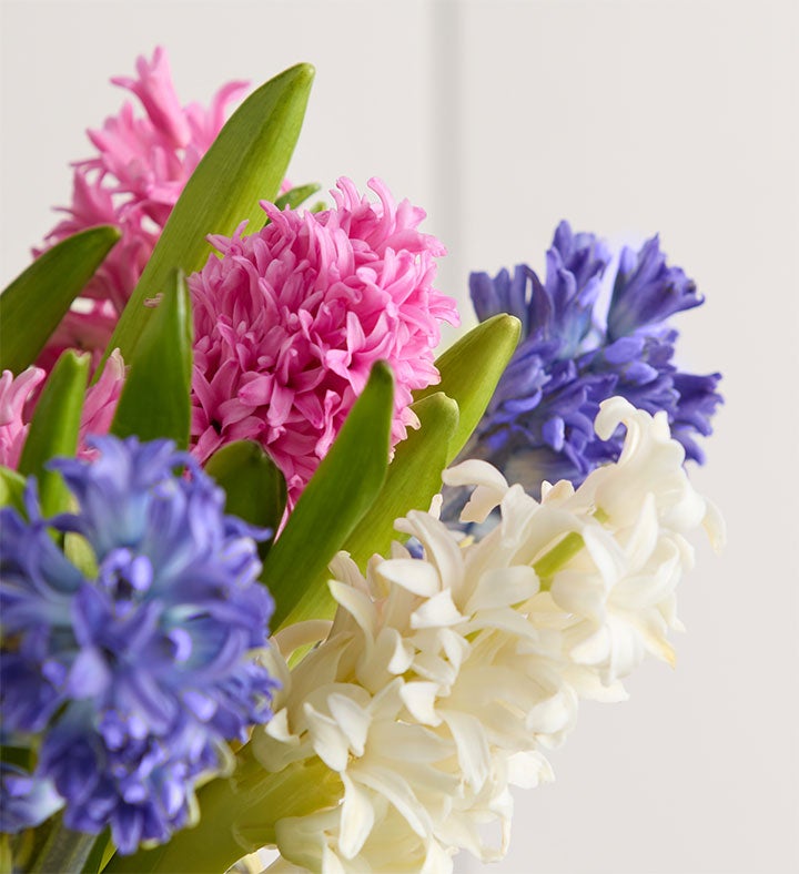 Fragrant Hyacinth Bouquet, 12 Stems