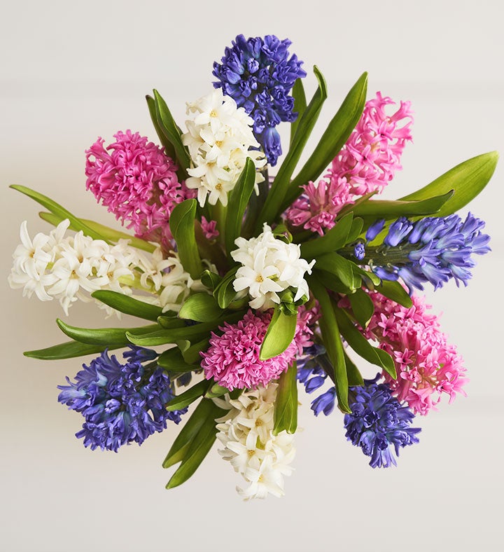 Fragrant Hyacinth Bouquet, 12 Stems