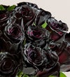 Midnight Romance Black Roses