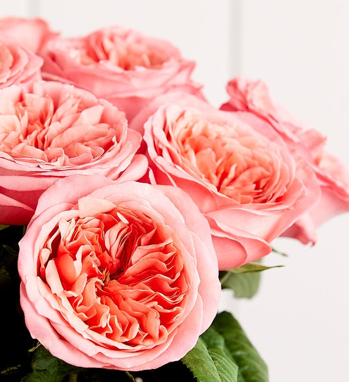 Pink Garden Roses