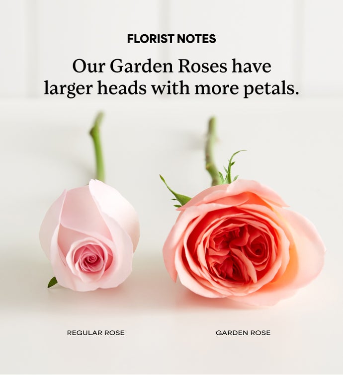 Pink Garden Roses