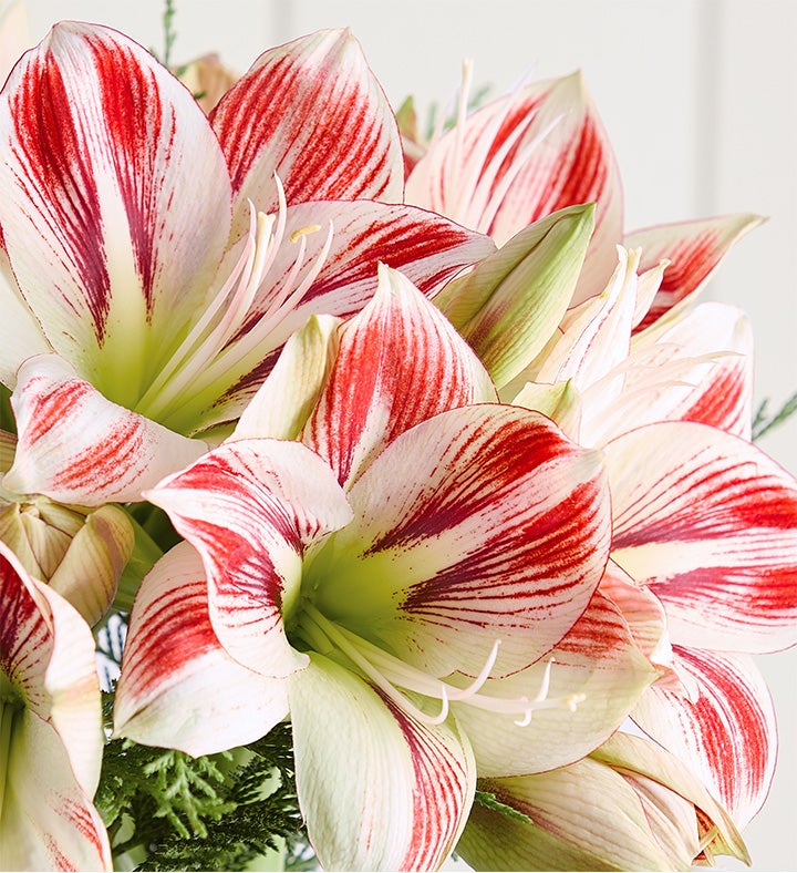 Peppermint Amaryllis Bouquet™