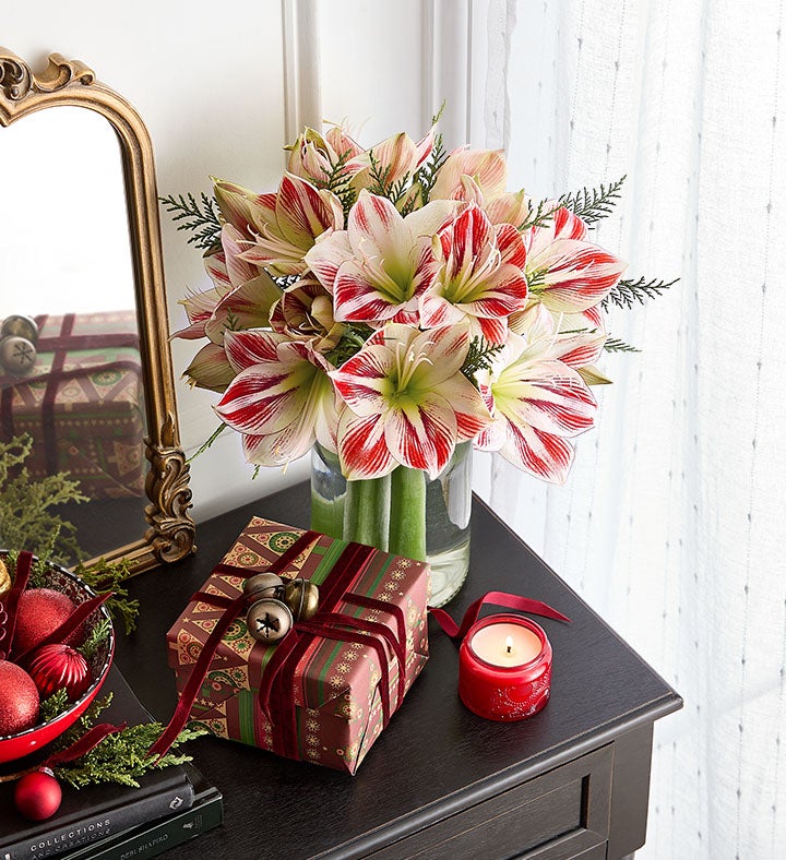 Peppermint Amaryllis Bouquet™