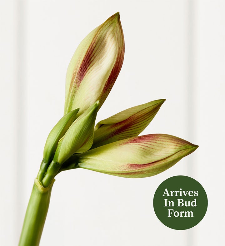 Peppermint Amaryllis Bouquet™