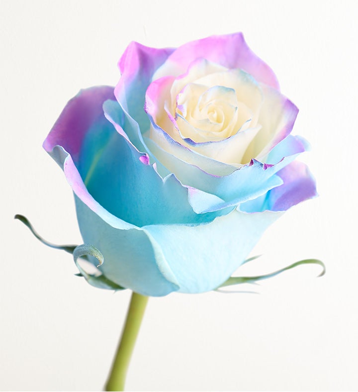 Watercolor Roses: Lapis™