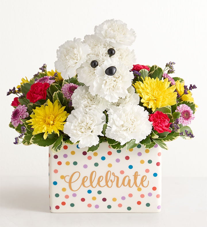 1-800-Flowers Birthday Delivery Party Pooch