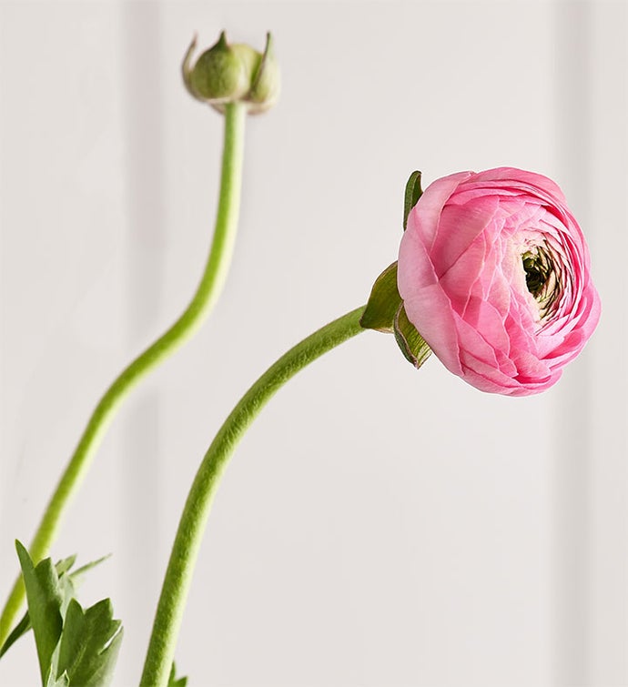 Radiant Ranunculus Bouquet