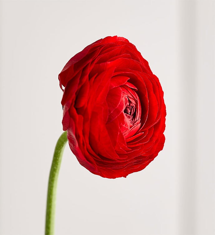Radiant Ranunculus Bouquet