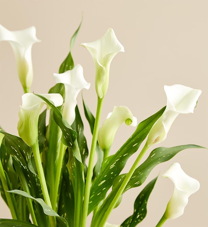 Sophisticated White Calla Lily