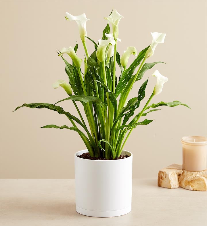 Loving Memory White Calla Lily