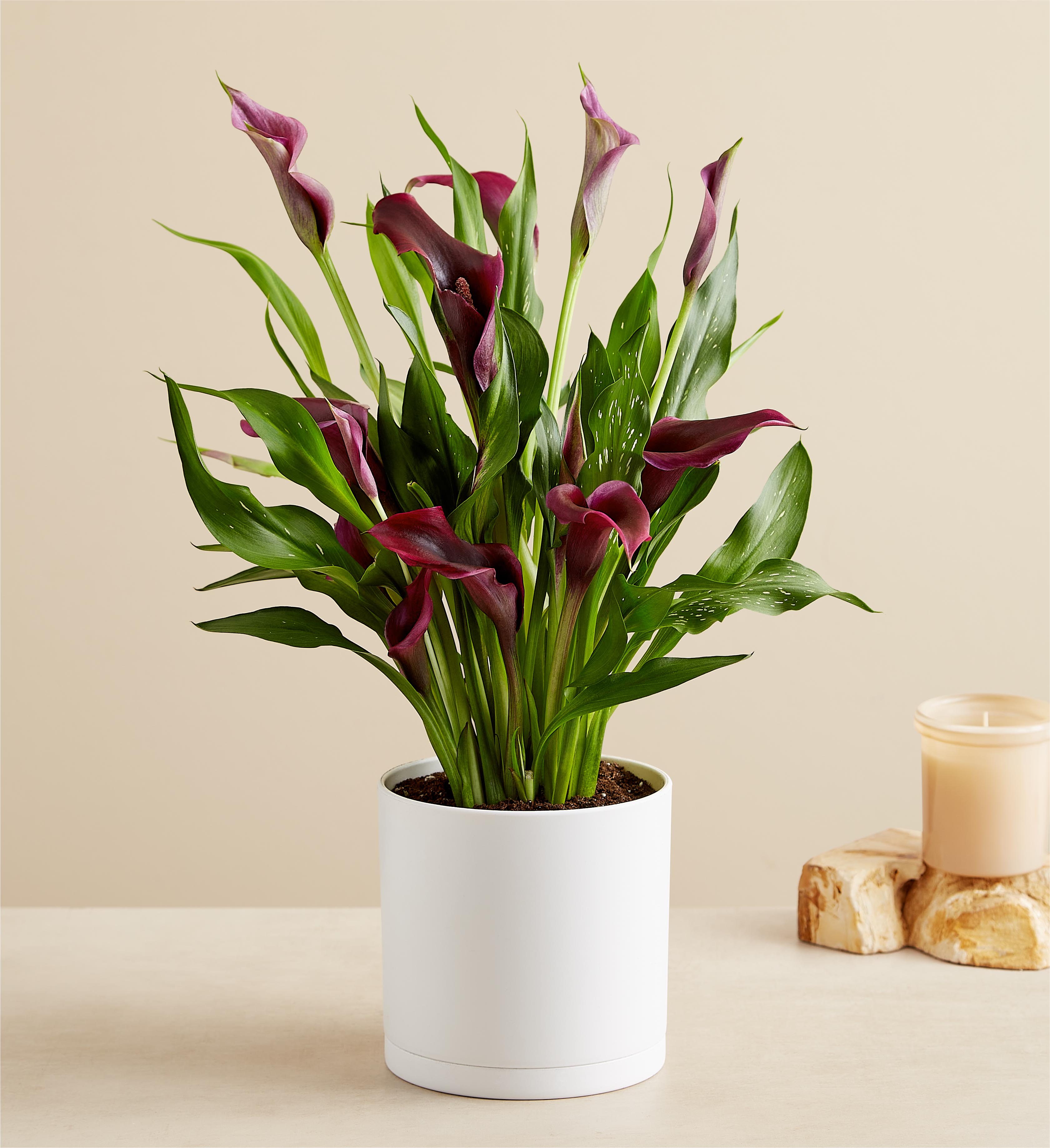 Elegant Calla Lily