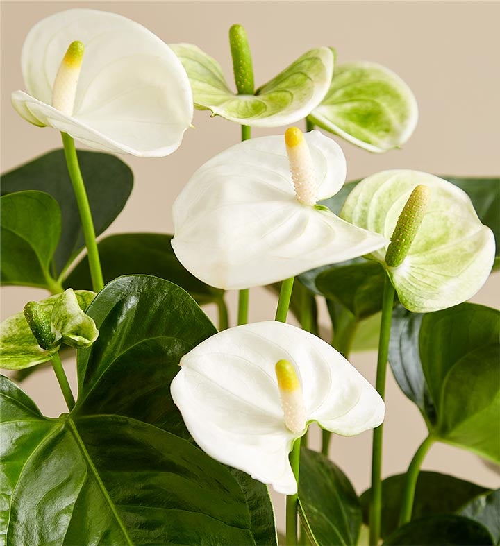 White Anthurium Plant